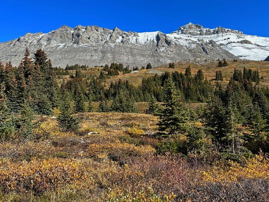 Wilcox Pass - Parc National de Jasper Alberta - Canada